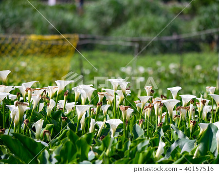 Haishutian in Yangmingshan Haishutian in Yangmingshan 40157516
