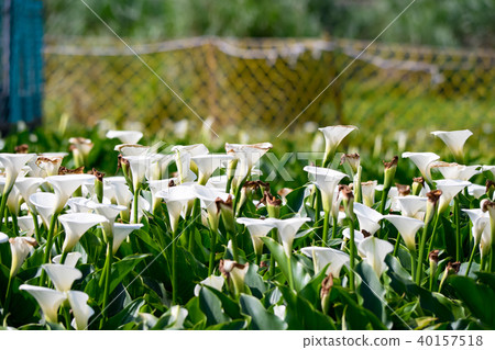 Haishutian in Yangmingshan Haishutian in Yangmingshan 40157518