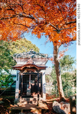 Autumn leaves shrine of Former Hotta House, Chiba 40157640