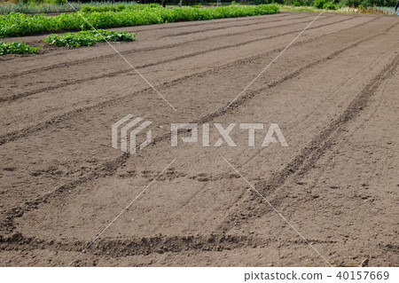 Field 40157669