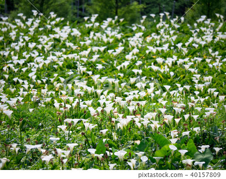 陽明山的海芋田 40157809