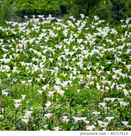 陽明山的海芋田 陽明山的海芋田 40157819