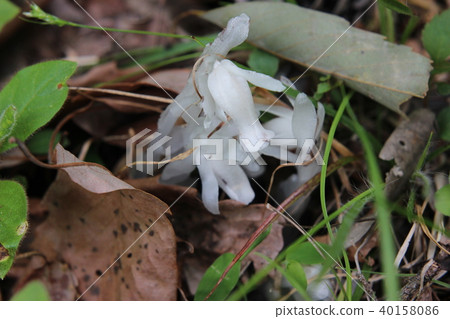Ginko Ginko 40158086