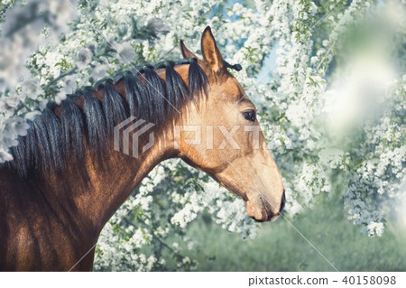 Portrait of horse on spring blossom background 40158098