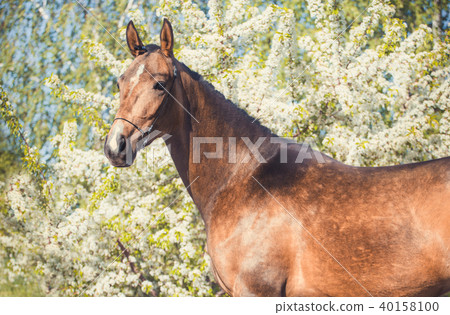 Portrait of horse on spring blossom background Portrait of horse on spring blossom background 40158100
