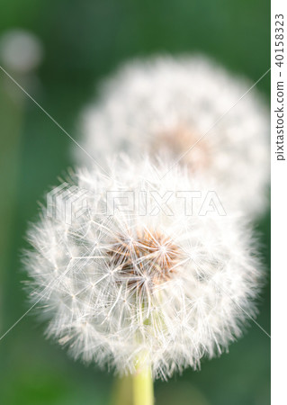 Fluff Fluff 40158323
