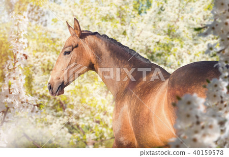 Portrait of horse on the white orchard background 40159578