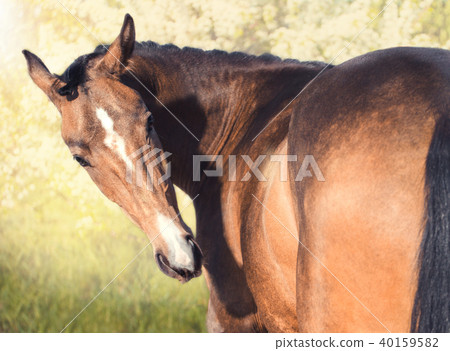 Portrait of horse on spring blossom background Portrait of horse on spring blossom background 40159582