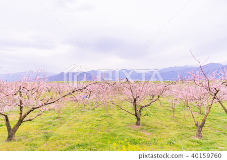 Beautifu flowers in the spring,Japanese plum  40159760