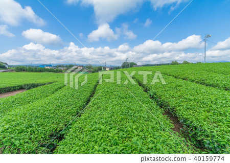 Fresh green tea farm in spring , Row of tea Fresh green tea farm in spring , Row of tea 40159774