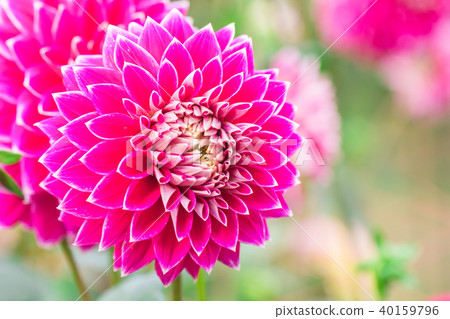 Beautiful flower blooming in spring day Beautiful flower blooming in spring day 40159796