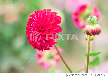 Beautiful flower blooming  in  spring day  40159797