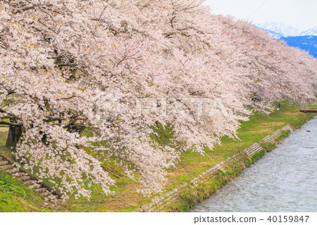 Cherry blossom trees or sakura Cherry blossom trees or sakura 40159847