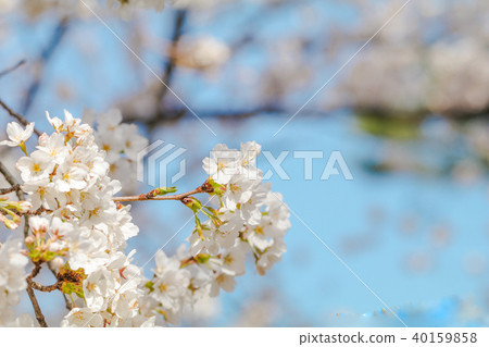 Beautiful cherry blossom or sakura Beautiful cherry blossom or sakura 40159858