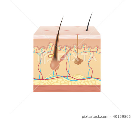 Vol.2 Structure of the skin illustration vector 40159865