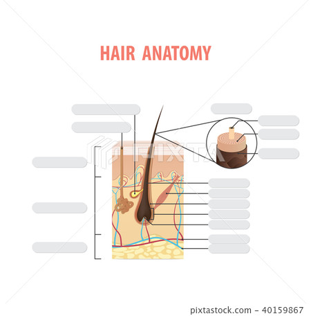 Hair anatomy blank illustration vector on white 40159867