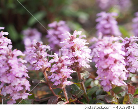 Ajuga Ajuga 40159871