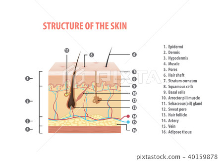 Structure of the skin info with number vector - Stock Illustration ...