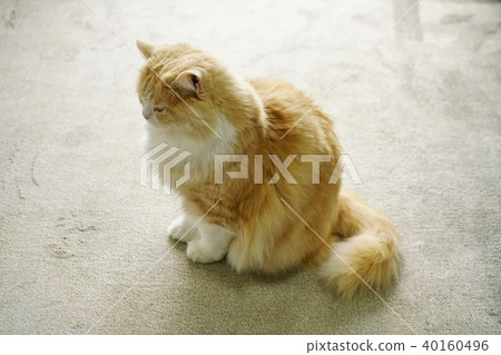 Scottish fold for ear Scottish fold for ear 40160496