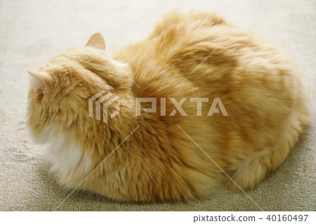Scottish fold, cat, pussy 40160497