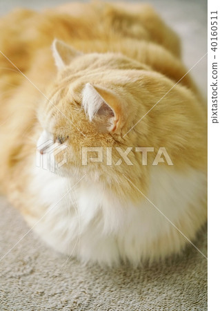 Scottish fold for ear 40160511