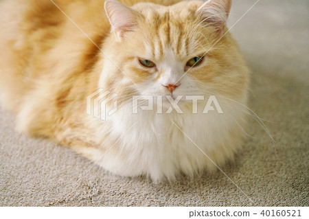 Scottish fold for ear 40160521