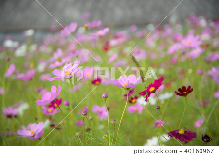 Sanko Cosmos Garden Sanko Cosmos Garden 40160967