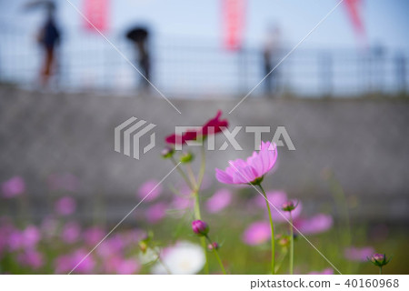 Sanko Cosmos Garden Sanko Cosmos Garden 40160968