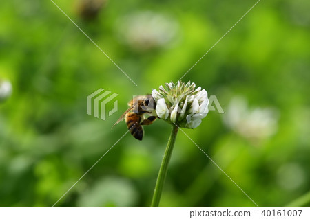 Bees and clover flowers White clover flowers and bees Takaono Town Izumi City Kagoshima Prefecture Bees and clover flowers White clover flowers and bees Takaono Town Izumi City Kagoshima Prefecture 40161007
