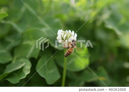 蜜蜂和三葉草 白三葉草和蜜蜂 高尾町 和泉市 鹿兒島縣 蜜蜂和三葉草 白三葉草和蜜蜂 高尾町 和泉市 鹿兒島縣 40161008