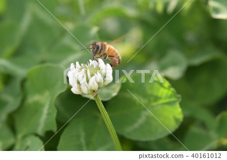 Bees and clover flowers White clover flowers and bees Takaono Town Izumi City Kagoshima Prefecture Bees and clover flowers White clover flowers and bees Takaono Town Izumi City Kagoshima Prefecture 40161012