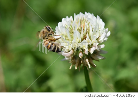 Bees and clover flowers White clover flowers and bees Takaono Town Izumi City Kagoshima Prefecture 40161050