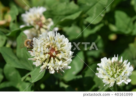 蜂和三葉草開花白花和蜜蜂 蜂和三葉草開花白花和蜜蜂 40161099