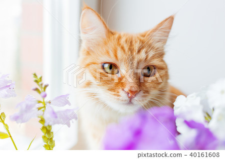Cute ginger cat smelling a bouquet of flowers. 40161608