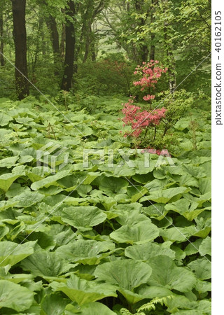 Uemachidake山的春天 40162105