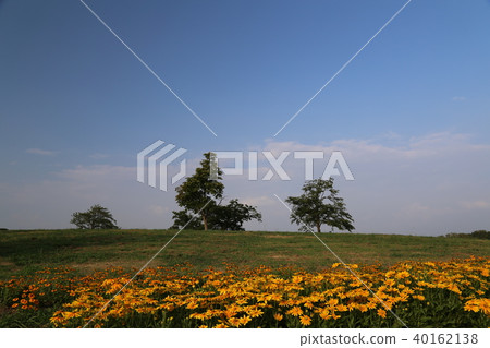 Rudbeckia in the Bami Hilly Park 40162138