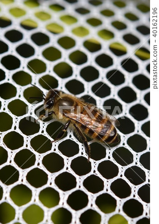 Japanese honey bee family, herd, communication (material) pesticide neonicotinoid Japanese honey bee family, herd, communication (material) pesticide neonicotinoid 40162196