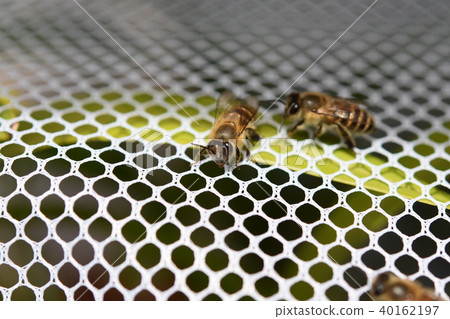 Japanese honey bee family, herd, communication (material) pesticide neonicotinoid Japanese honey bee family, herd, communication (material) pesticide neonicotinoid 40162197