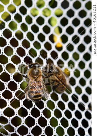 Japanese honey bee family, herd, communication (material) pesticide neonicotinoid Japanese honey bee family, herd, communication (material) pesticide neonicotinoid 40162211
