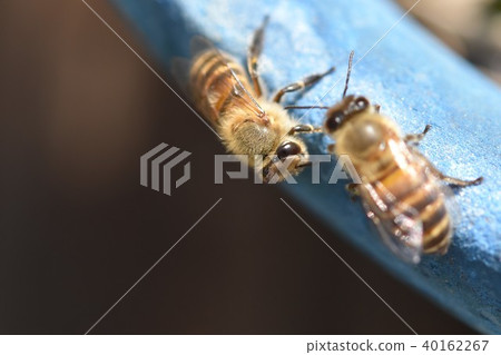 Japanese honey bee family, herd, communication (material) pesticide neonicotinoid Japanese honey bee family, herd, communication (material) pesticide neonicotinoid 40162267