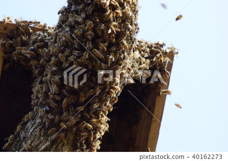 Japanese honey bee family, herd, communication (material) pesticide neonicotinoid 40162273