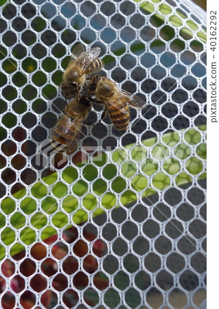 Japanese honey bee family, herd, communication (material) pesticide neonicotinoid 40162292