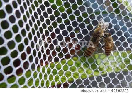 Japanese honey bee family, herd, communication (material) pesticide neonicotinoid 40162293