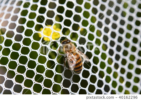 Japanese honey bee family, herd, communication (material) pesticide neonicotinoid 40162296