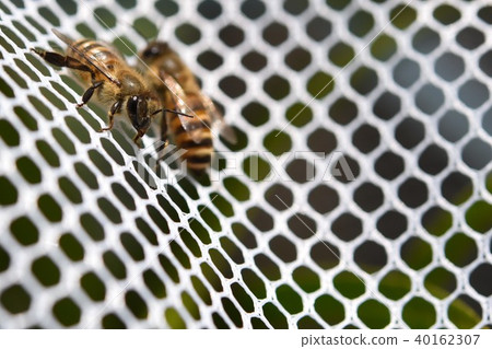 Japanese honey bee family, herd, communication (material) pesticide neonicotinoid Japanese honey bee family, herd, communication (material) pesticide neonicotinoid 40162307