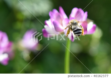 蜜蜂和蓮花日本蜜蜂西部蜜蜂蜂蜜春天紅辣椒和蜜蜂蓮花和蓮花 蜜蜂和蓮花日本蜜蜂西部蜜蜂蜂蜜春天紅辣椒和蜜蜂蓮花和蓮花 40162377