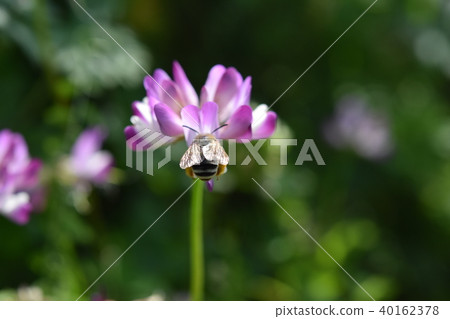 蜜蜂和黃芪花 日本蜜蜂 西方蜜蜂 鹿兒島縣和泉市野田町 蜜蜂和黃芪花 日本蜜蜂 西方蜜蜂 鹿兒島縣和泉市野田町 40162378