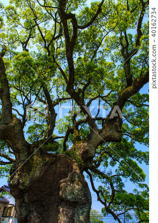 Kawagoi Daigo [佐賀縣武雄市] 40162734