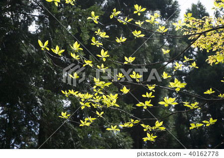 年輕的葉子閃耀 40162778