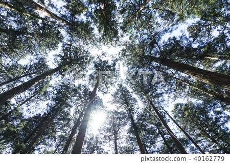 Sugigi站立 40162779